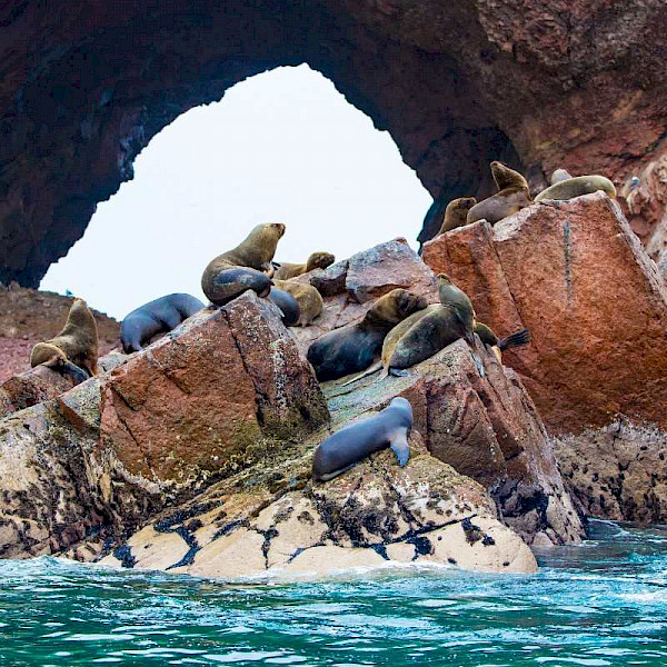 Travel Islas ballestas