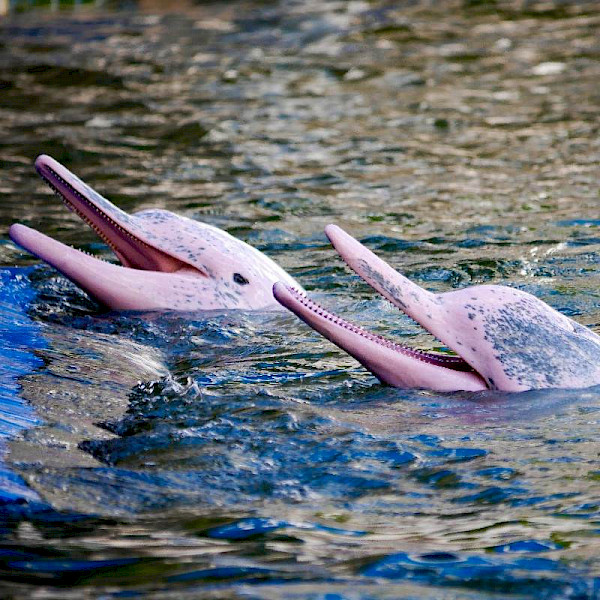 Pacaya-Samiria Nature Reserve