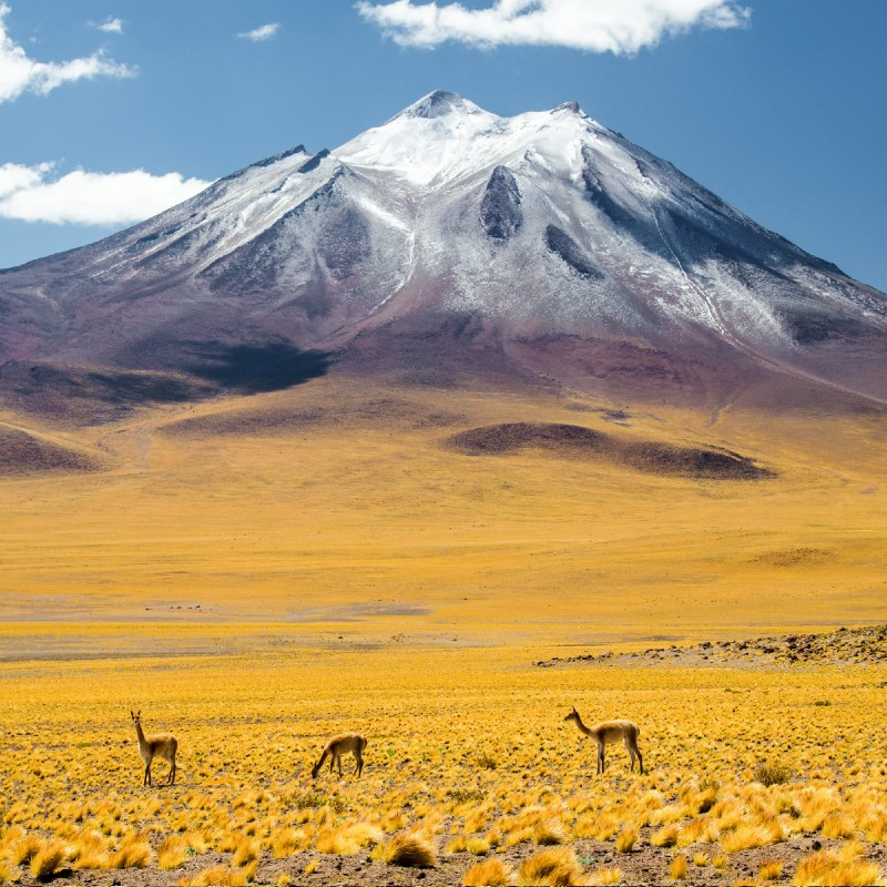 Vicunas Atacama Chile