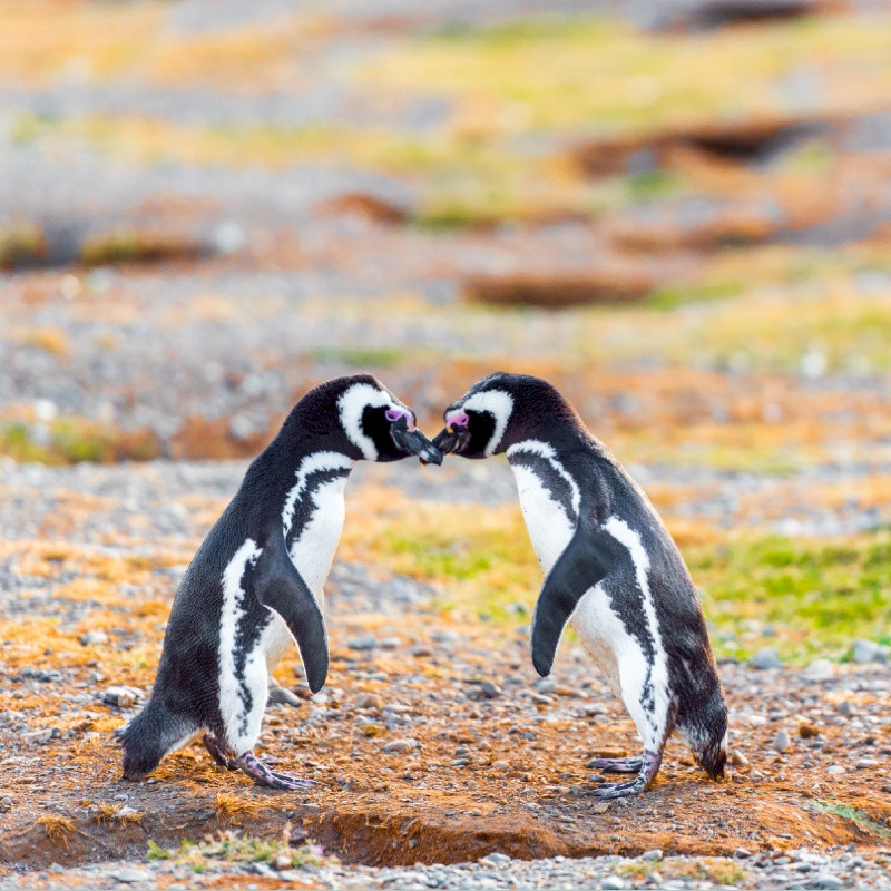 Isla Magdalena Patagonia