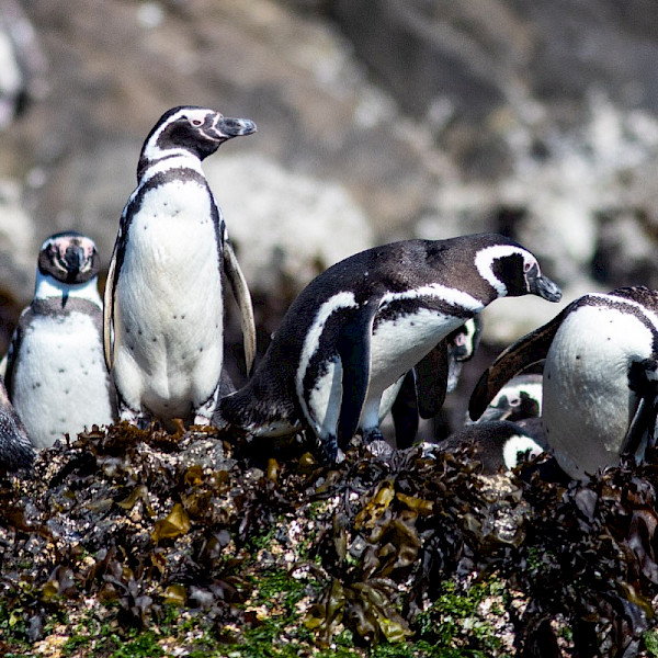 Humboldt Penguins
