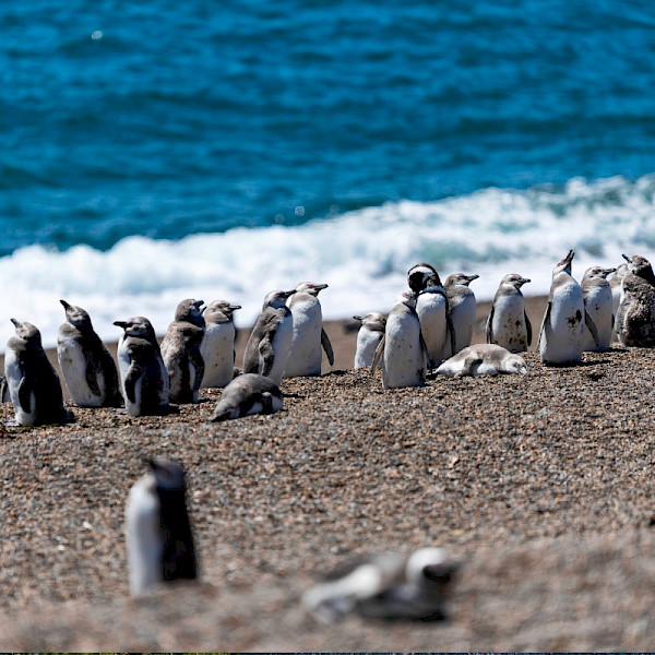 Chile Norte Chico Private & Tailormade Tours Uncover South America