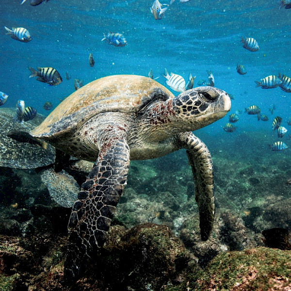 Galapagos Turtle