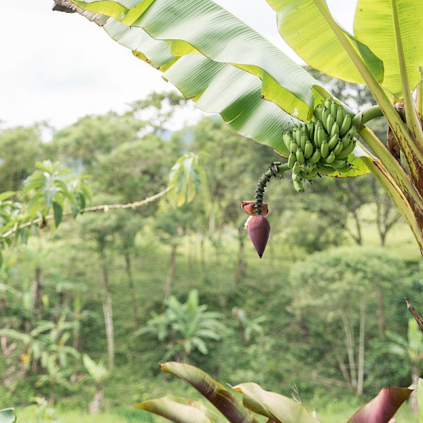 Plantation Guayaquil
