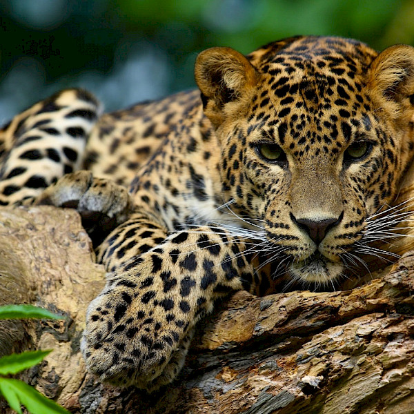 Jaguar Amazon