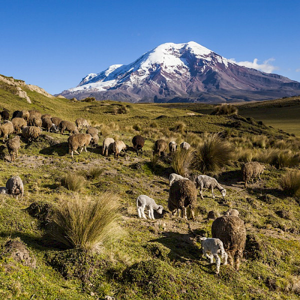 Chimborazo