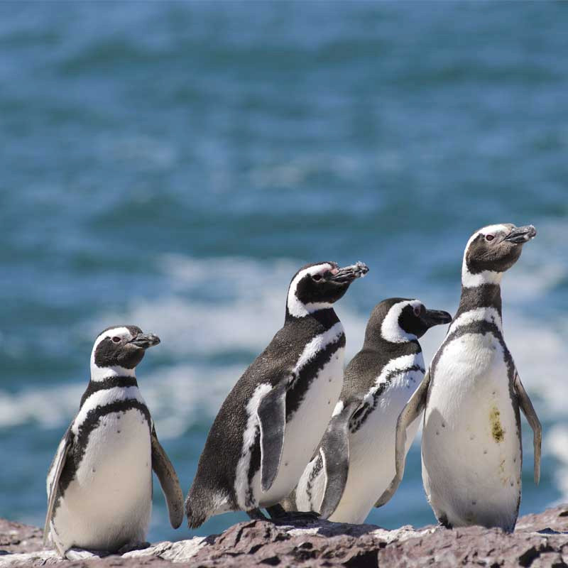 Magellanic penguin in Patagonia