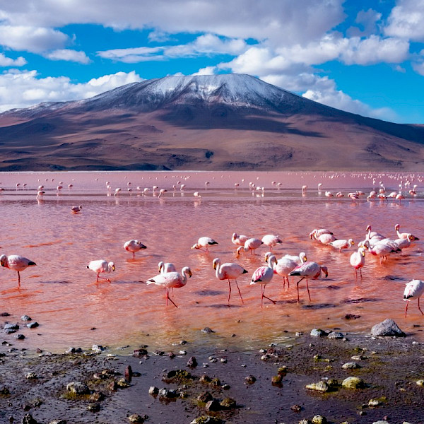 Laguna Colorada