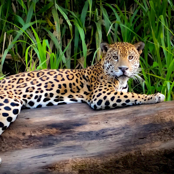 Manuripi Wildlife Reserve