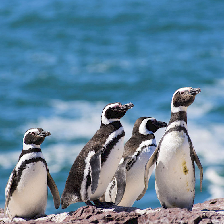 Argentina Holidays - Peninsula Valdez and Puerto Madryn - Magellan Penguin