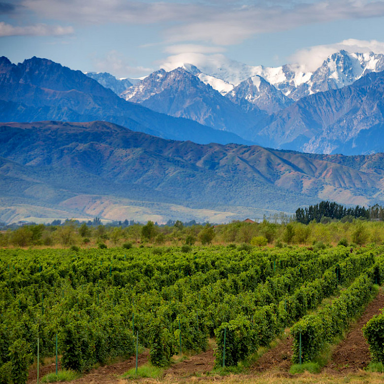 Argentina Wine Tours in Mendoza