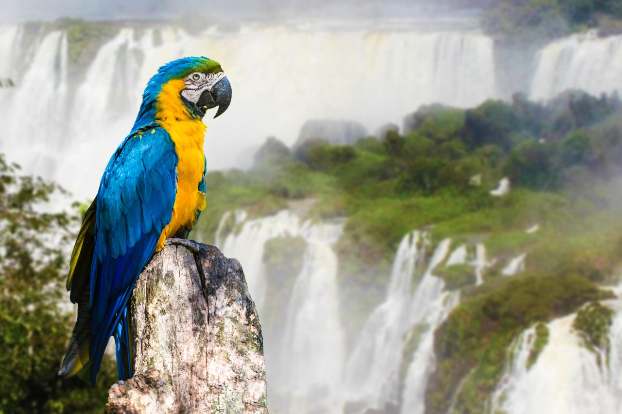 All You Need To Know About Iguazu Falls Argentina Brazil Uncover All You Need To Know About Iguazu Falls Argentina Brazil Uncover