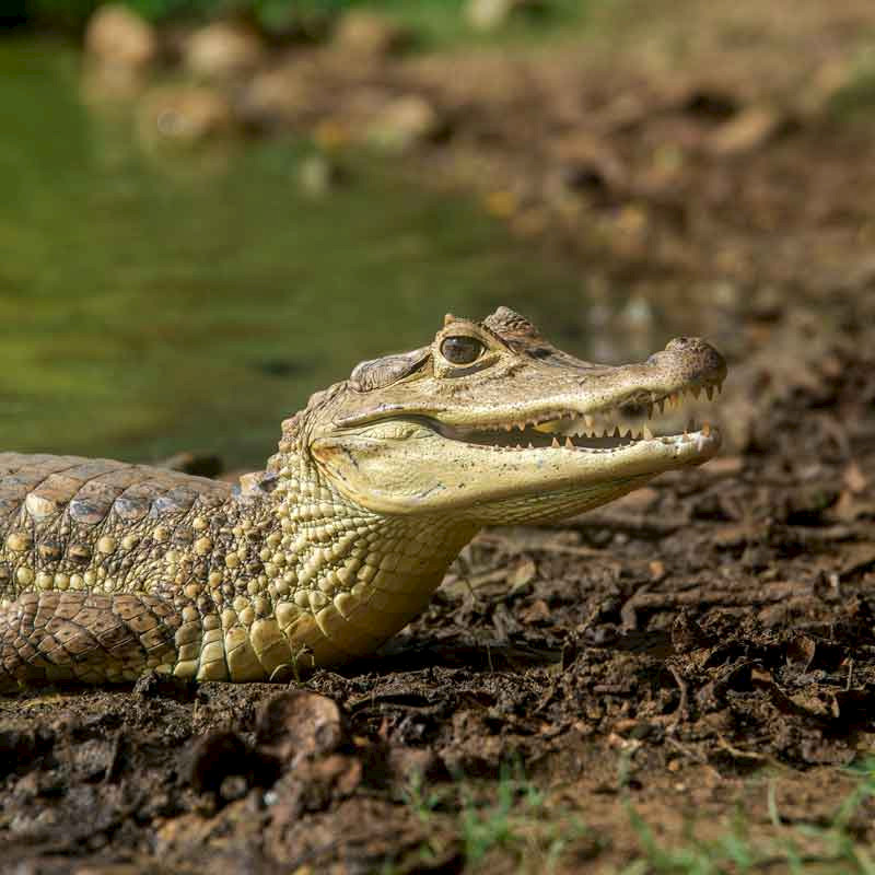 Caiman, Los Llanos