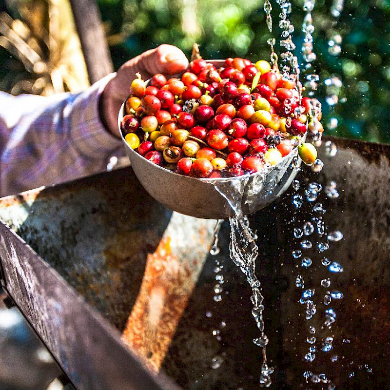 Coffee Region, Colombia