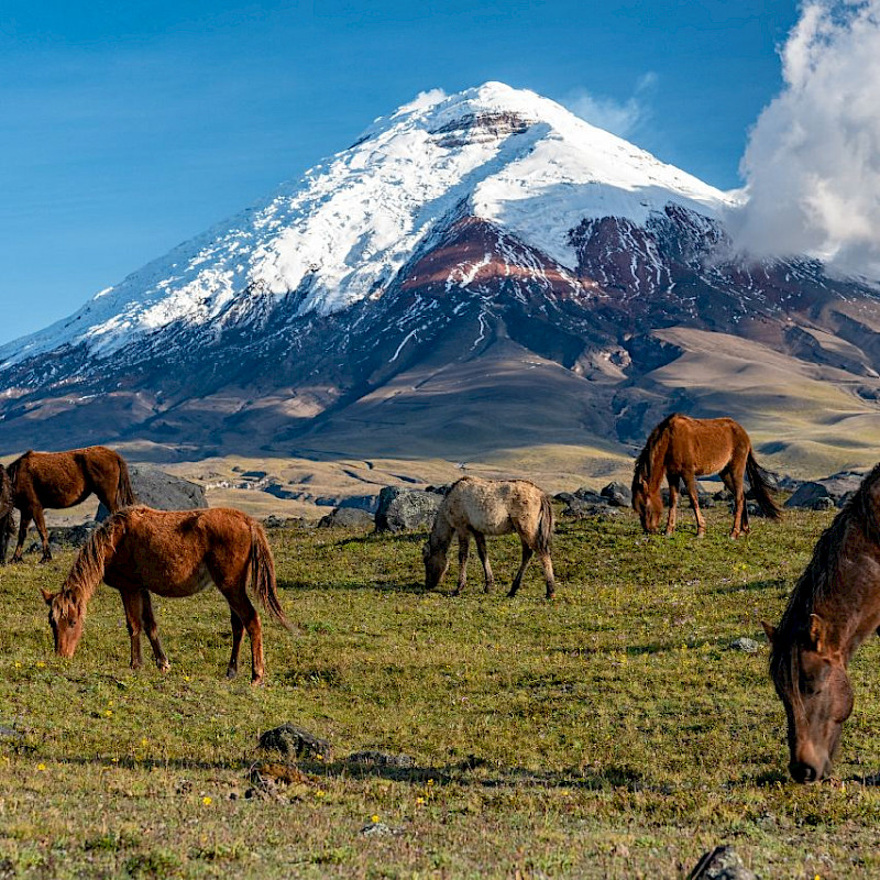 Cotopaxi, Ecuador