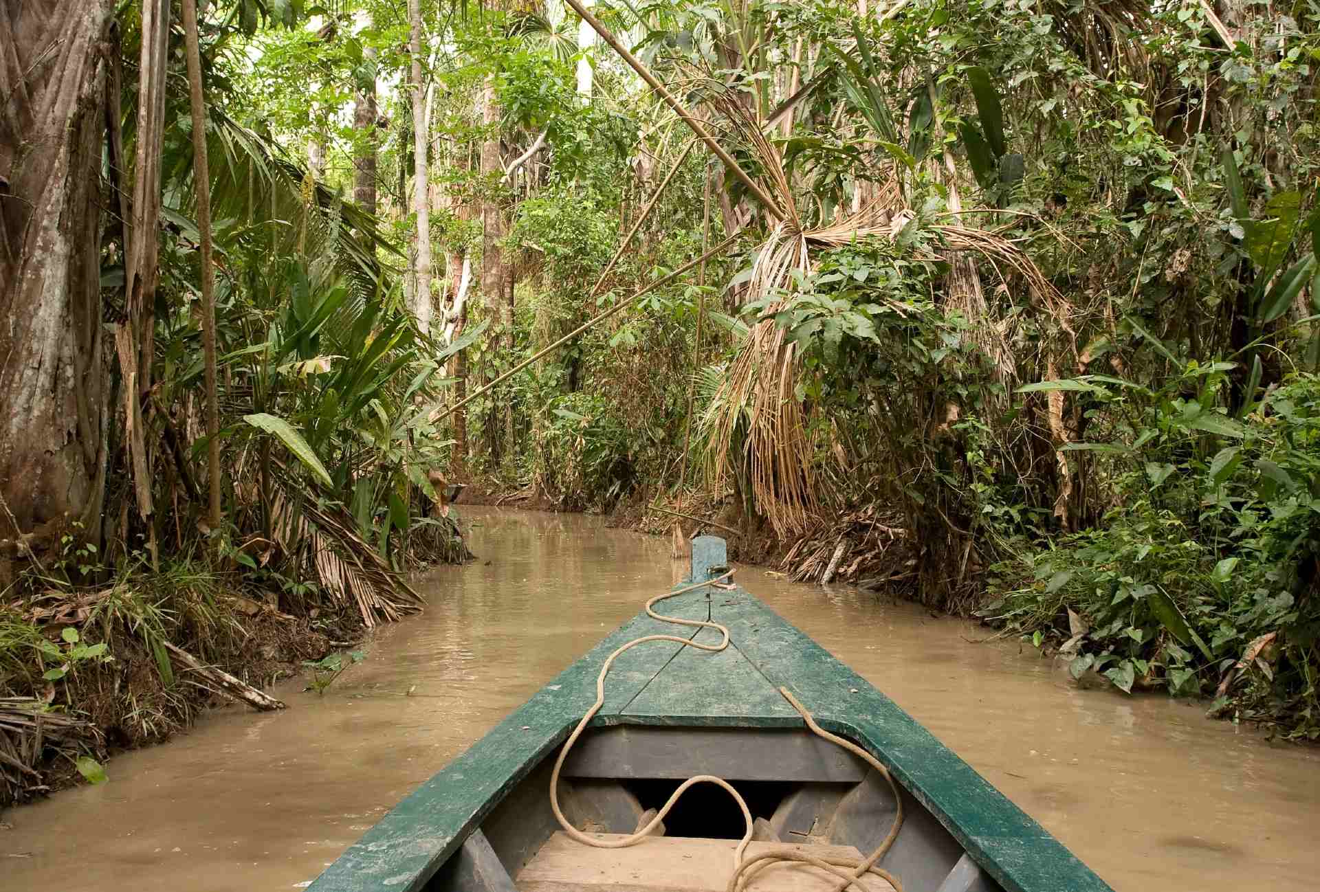 When Feathers Were the Treasures of the Rainforest